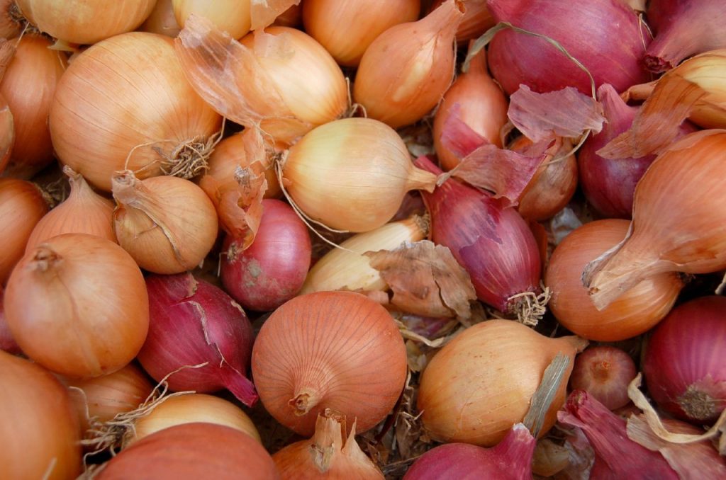 Francesca-Leto-onions