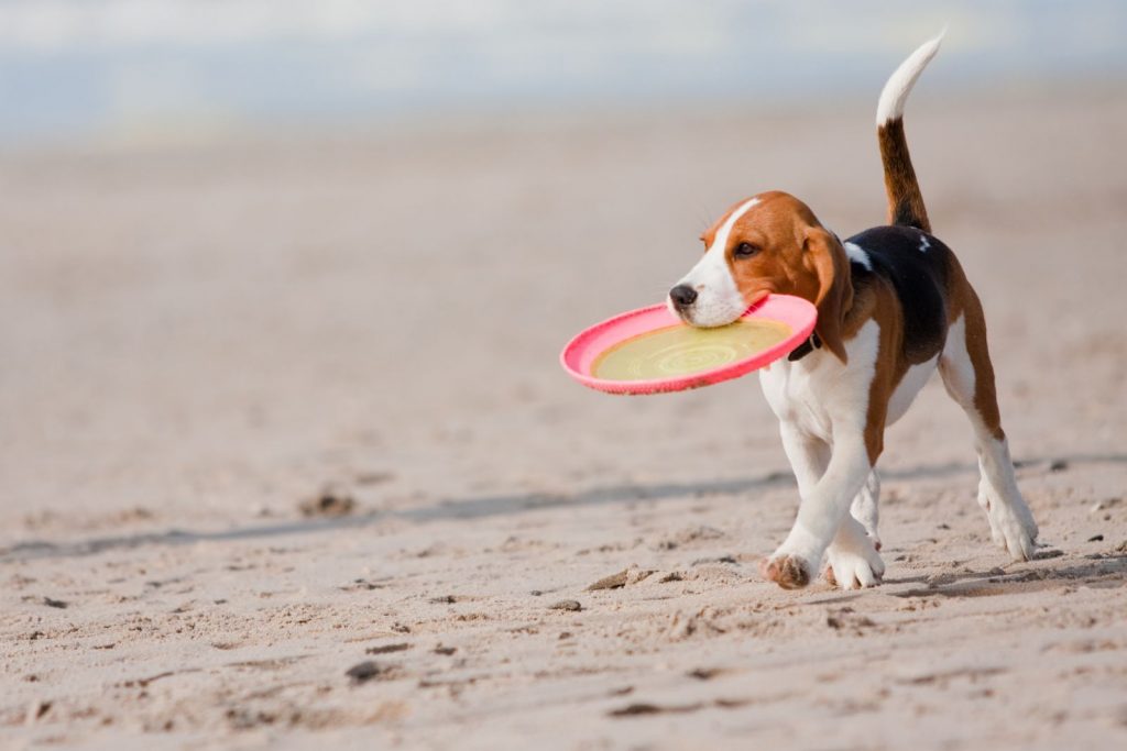 dog-beach-frisbee_52190320