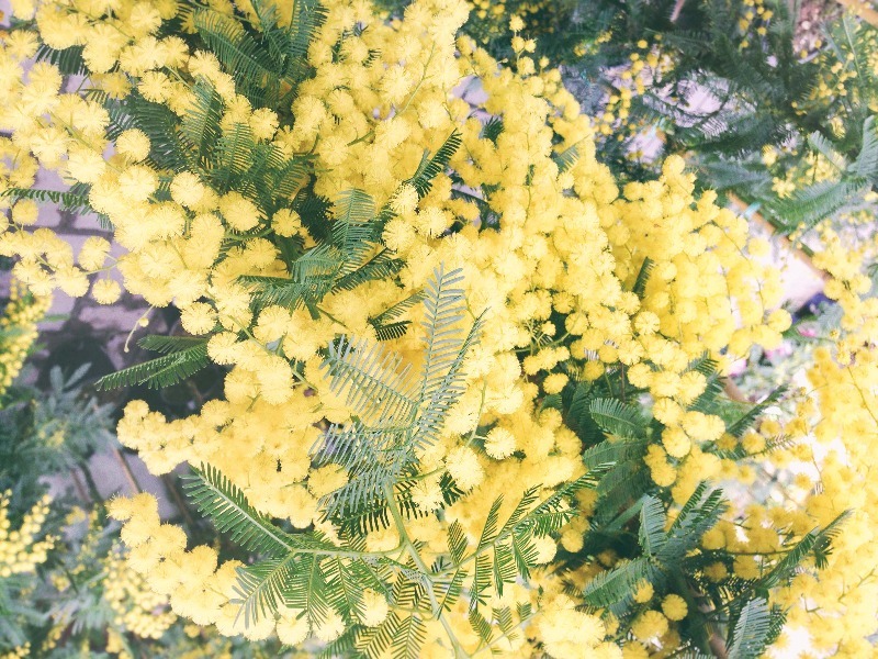 mimose2