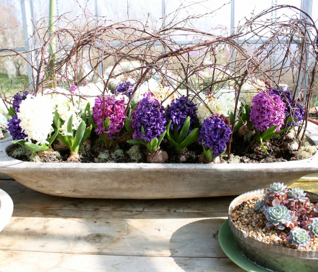 sr-coloured-hyacinths